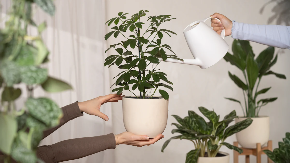 A woman watering a potted plant indoors