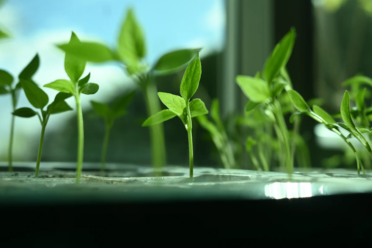 Young green seedlings growing in a tray