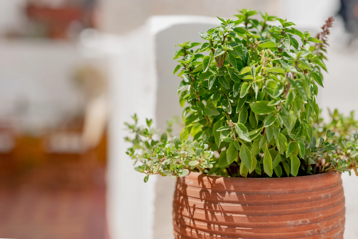 A leafy herb growing in a ribbed terracotta pot