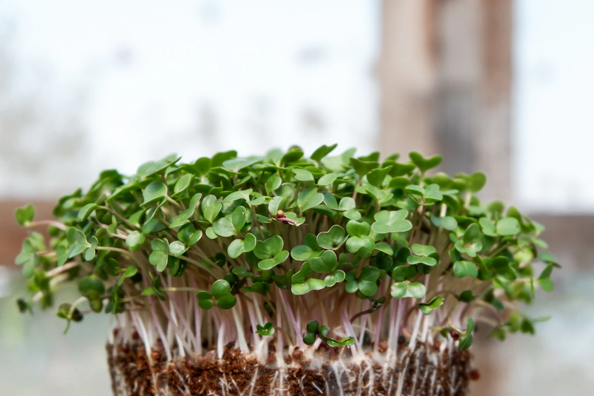 Dense green microgreens growing in a wooden tray on a shelf
