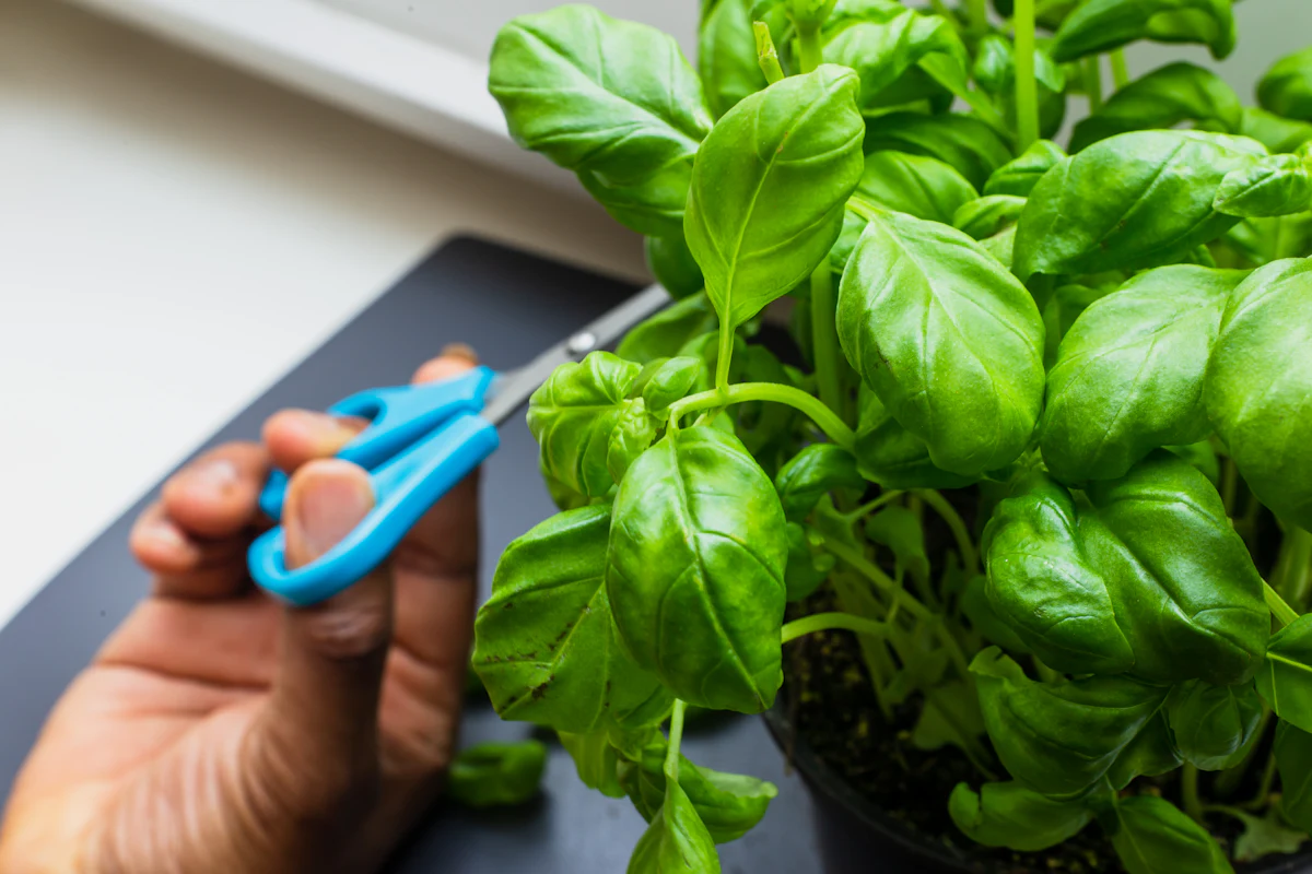 Hands trimming basil with scissors